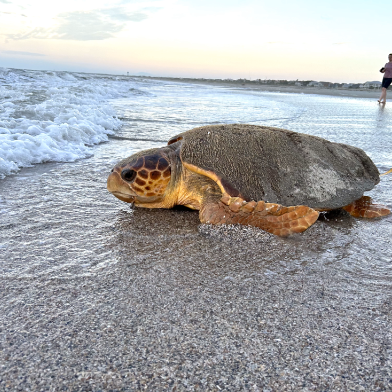 loggerhead turtle 