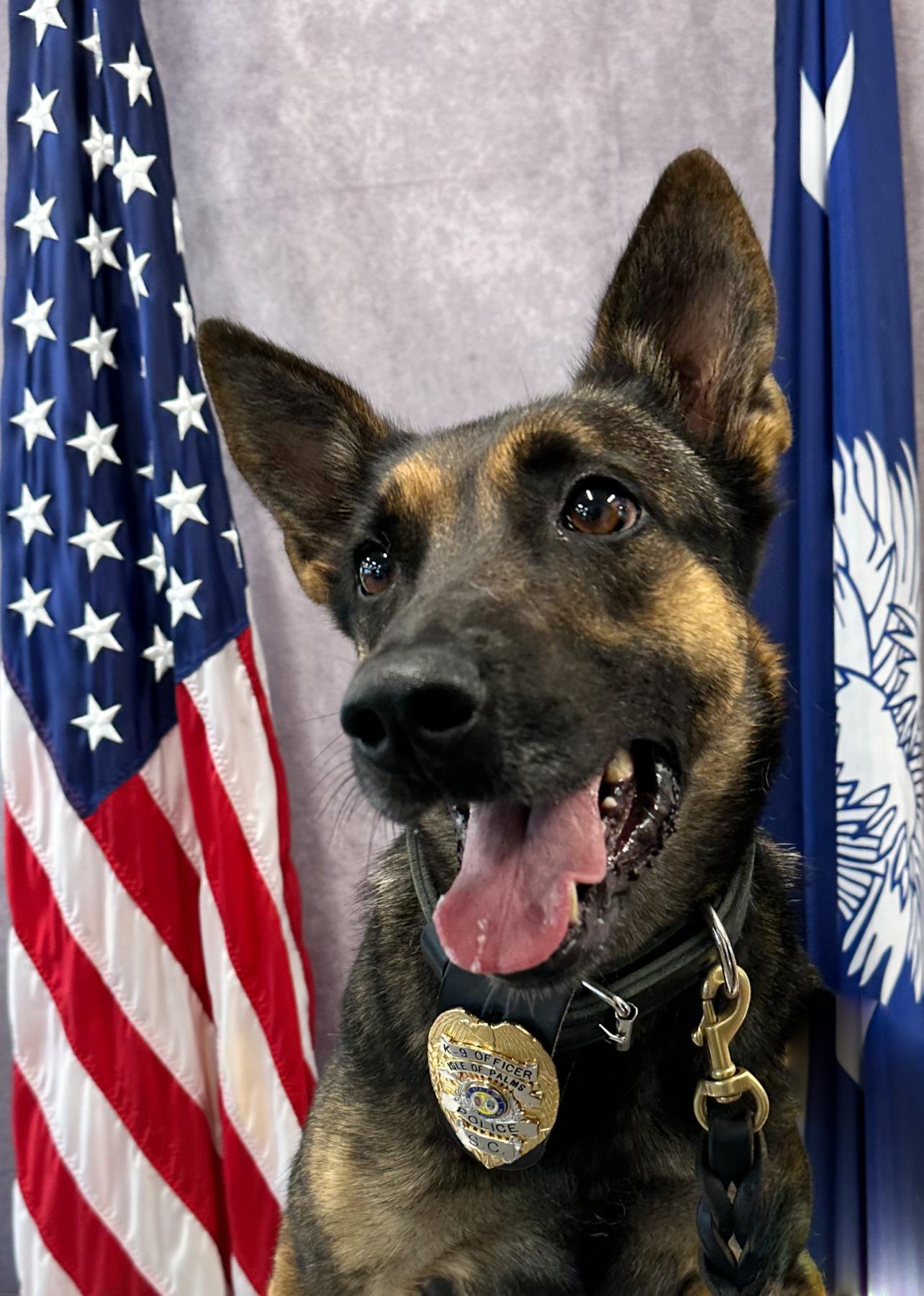 Isle of Palms Police Canine