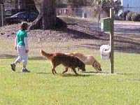 Dog Park