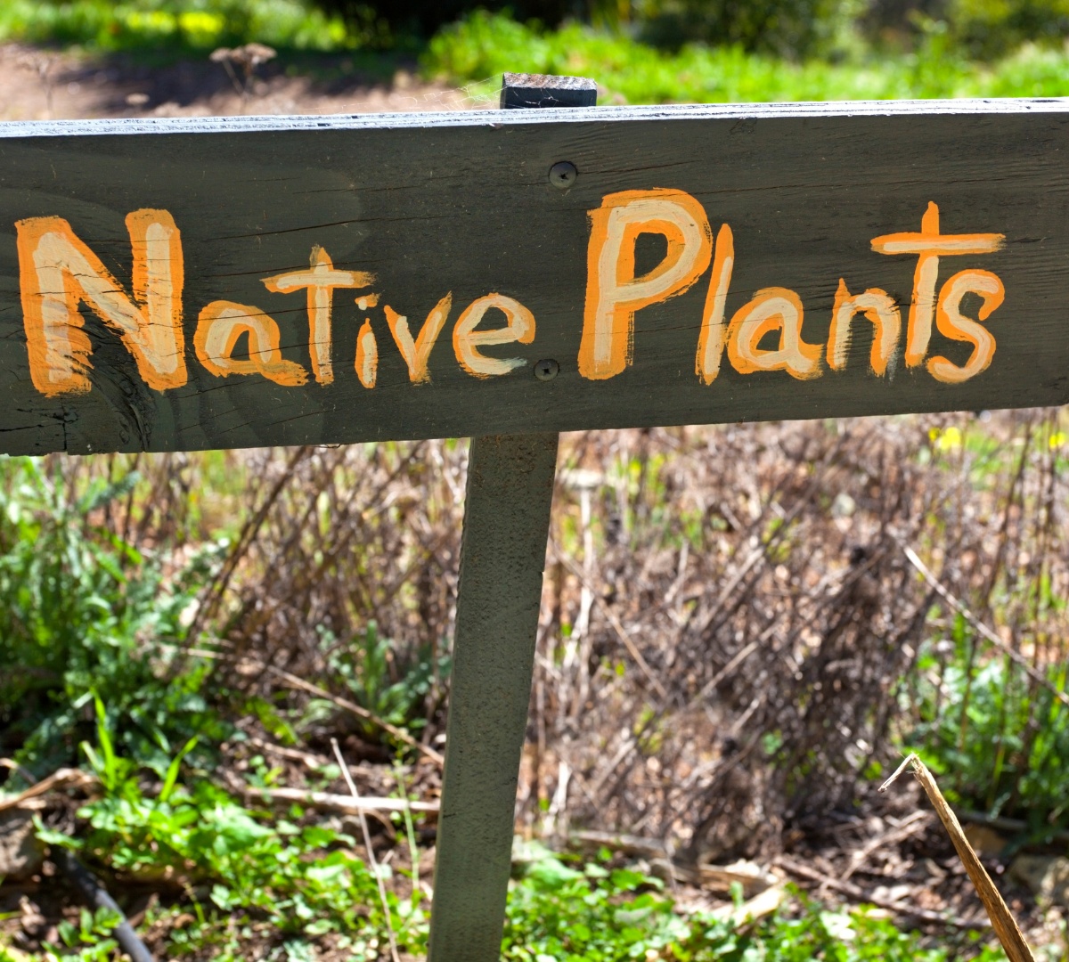 Native Plants 